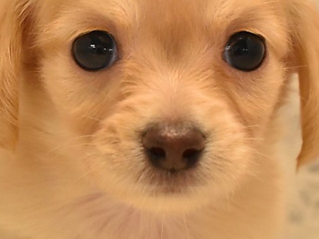 埼玉県のハーフ犬 (ペッツワン本庄早稲田店/2023年9月18日生まれ/男の子/イエロー)の子犬